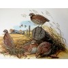 Don Balke BOBWHITE QUAIL (Masterpiece-1