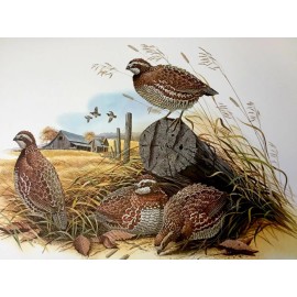 Don Balke BOBWHITE QUAIL (Masterpiece-1