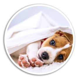 2 x 10cm Jack Russell Terrier Vinyl Stickers - Puppy Dog Sticker Laptop #8286 (10cm Wide)