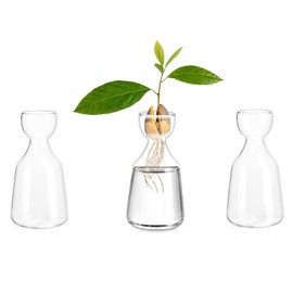 Glasseam - Jarrón de cristal de aguacate, florero de bellota para cultivo de bombillas, juego de 3 jarrones transparentes para florecer plantas, floreros decorativos para centros de mesa, decoración