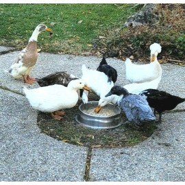 Wisconsin Made Chicken Duck Rooster Bird Feed Food 7 Scratch Grains Pellet Oyster Shell Omegas  - 15 Ounces