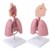 Respiratory System Model with Removable Heart Human Lung Anatomical Display