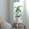 VZODESR White Wooden Plant Stands Indoor Riser Round Display Stands