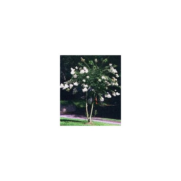 Acoma White Crape Myrtle Tree, Dwarf Flowering Shrub, Pure White