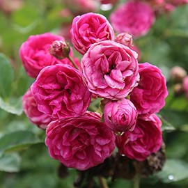 Heirloom Roses Rose Plant - Kendyl Marie Pink Rose Bush, Polyantha Live Plant for Planting Outdoors