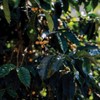 49th Parallel Coffee Roasters – Middle School Espresso Whole Beans
