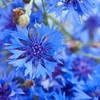 Outsidepride 5 lb. Blue Cornflower Bachelor's Button Wildflower Seeds for