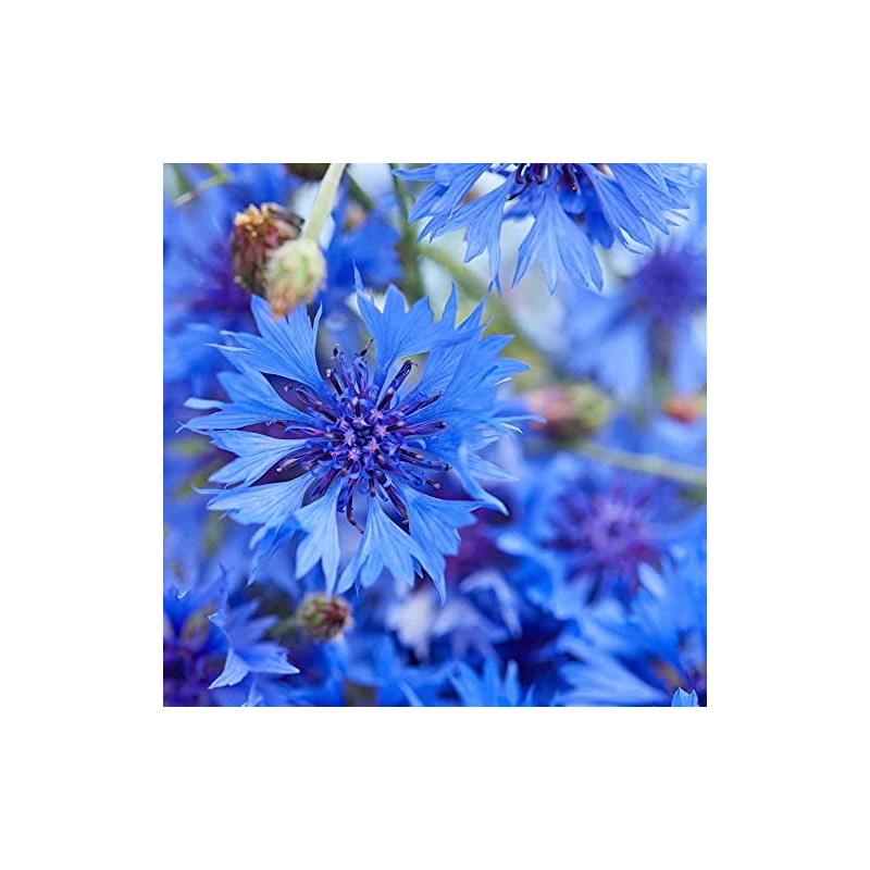 Outsidepride 5 lb. Blue Cornflower Bachelor's Button Wildflower Seeds for