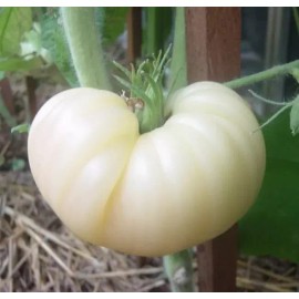 BEEFSTEAK 120+ Great White Tomato Beefsteak Seeds - Heirloom - Organic - NON GMO ---- RARE