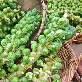 Catskill Brussel Sprouts Seeds, 300+ Premium Heirloom Seeds, Delicious Flavor!, (Isla's Garden Seeds), Non GMO, 85-90% Germination Rates, Highest Quality Seeds