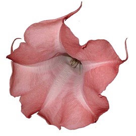 Painted Lady Brugmansia Angels Trumpet Live Tropical Plant Fragrant Peach Pink Single Flower Starter Size 4 Inch Pot Emeralds TM