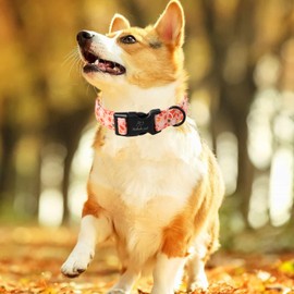 Babole Pet Dog Collar Fall Dog Collars Thansgiving Adjustable Lightweight Cotton Dog Collars for Small Medium Large Boy Girl Dogs Orange College Football S