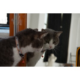 Rogz Catz NightCat Collar, Orange