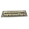 56 Pieces False Teeth Resin for Upper and Lower Dentures,