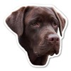 Magnet America (Chocolate) Labrador Retriever Dog Magnet is 4.75" x