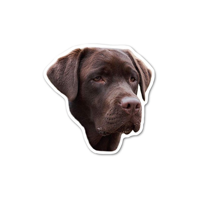 Magnet America (Chocolate) Labrador Retriever Dog Magnet is 4.75" x