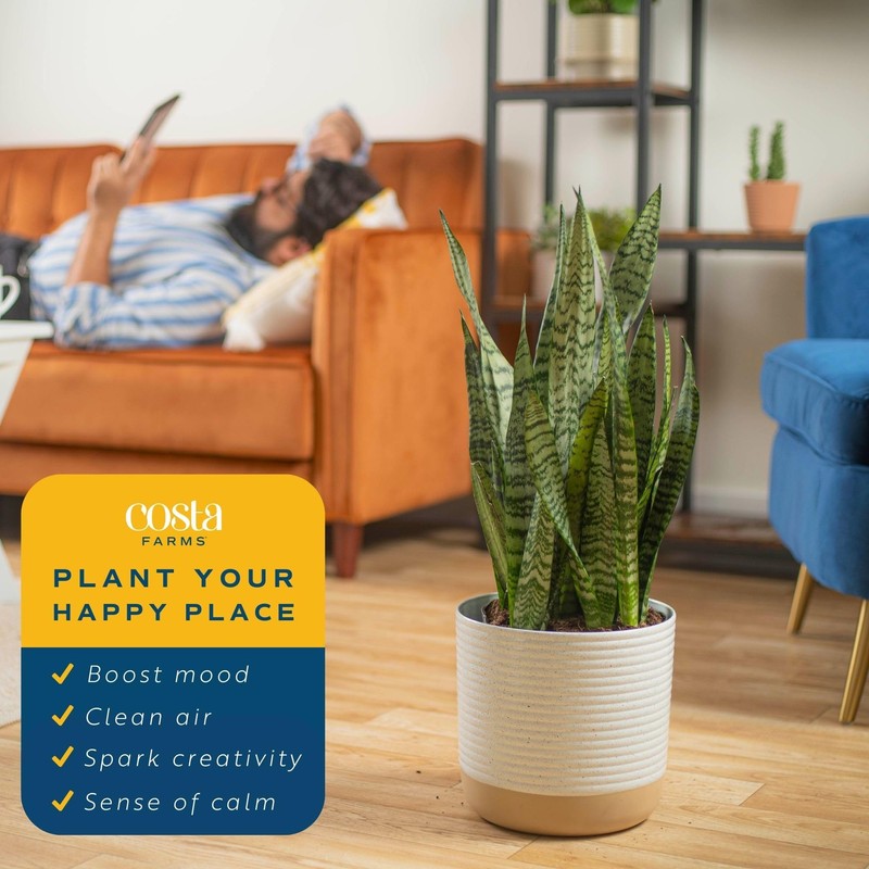 Costa Farms Snake Plant, Live Plant in Plastic Pot, Easy