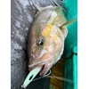 NatureBoys WiggleRider 265g Squid