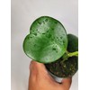 Hoya Kerrii with Heartshape Leaves Live Hoya Plant Great Gift