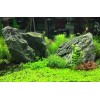 Suplemento Seachem Flourish para acuarios plantados, 500 ml