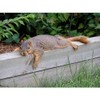 CafePress Laying Squirrel Rectangle Magnet, 3"x2" Refrigerator Magnet