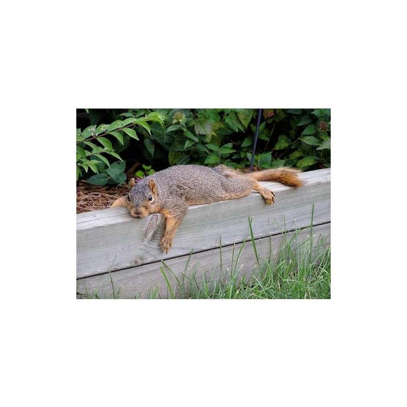 CafePress Laying Squirrel Rectangle Magnet, 3"x2" Refrigerator Magnet