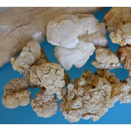 Tiger Milk Mushroom (Lignosus Rhino.) USA Grown, Lung Respiratory Immune Support 450mg/cap