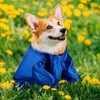 Bunnycool Dog Graduation Cap and Gown 2025 Washable Pet Graduation