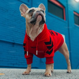 AUEAR, 250 Pack Metal Aglets 4 Holes Shoelace Tips Head Bullet Shoelaces Ends Replacement Tip for Sneakers DIY Repair 5 Colors