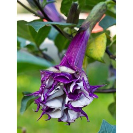 Serendipity Seeds Flower  SEEDS -Purple Angels Trumpet-10 Seeds-Old Time Favorite- Datura fastuosa - 10 Seeds