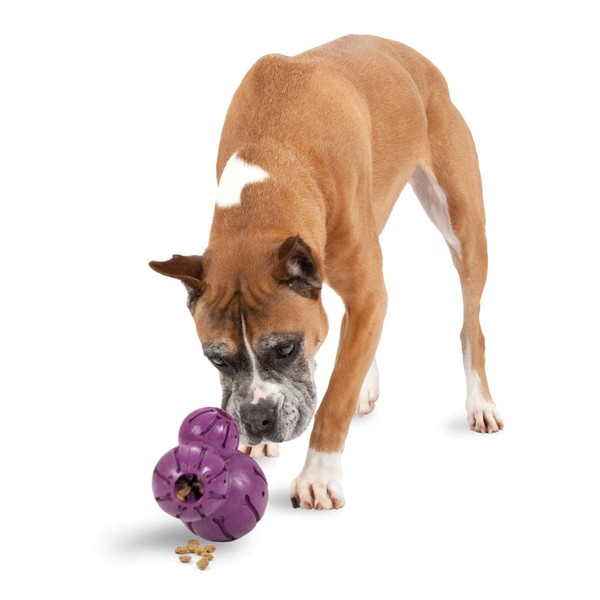 PetSafe Busy Buddy Barnacle - Dog Chew Toy - Treat Dispensing Dog Toys