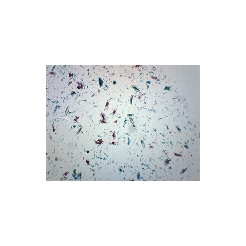EISCO Mixed Diatoms, Wholemount - Prepared Microscope Slide 75 x