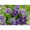 50 Pcs Mixed Purple Clematis Seeds - Perennial Heirloom Non-GMO