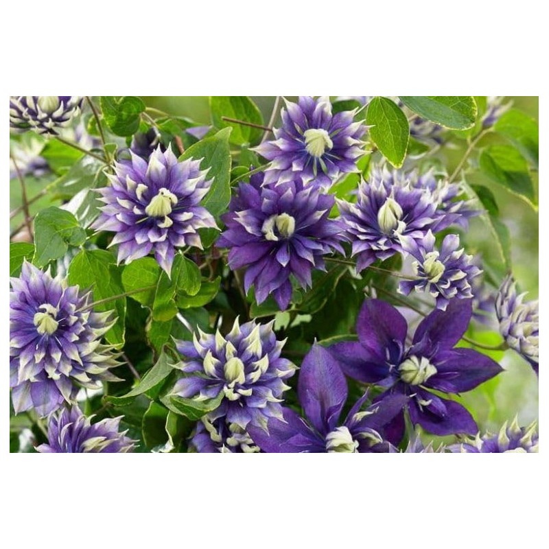 50 Pcs Mixed Purple Clematis Seeds - Perennial Heirloom Non-GMO