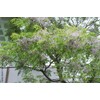 Chinaberry, Melia Azedarach Tree Seeds (30 Seeds) | Fast-Growing, Showy