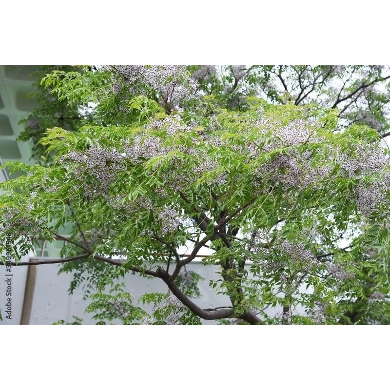 Chinaberry, Melia Azedarach Tree Seeds (30 Seeds) | Fast-Growing, Showy