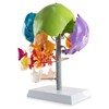 MediTrainer 22-Pcs Life Size Color-Coded Exploded Human Skull Model