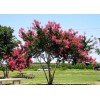Us Seller Crepe myrtle tree seeds 50 seeds.