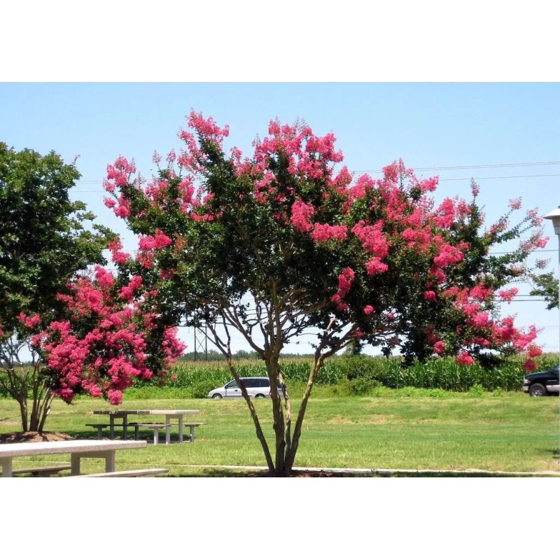 Us Seller Crepe myrtle tree seeds 50 seeds.