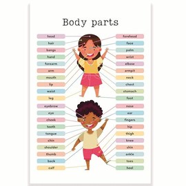 Body Parts Classroom Poster - Learning the Body - Early Learning Resources - Anatomy - Elementary School - 12 x 18 Inch - Classroom Decor - Classroom Must Haves - Back To School Decor - CPS0244