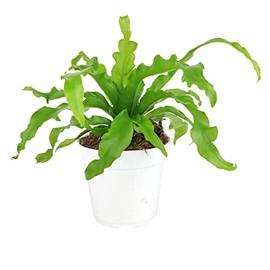 Live Houseplant 4" Bird's Nest Fern - Easy Care Indoor Plant - House Plants Indoors Live - Low Light House Plants - Plants Live Houseplants - Air-Purifying Houseplant for Gift or Home Decoration
