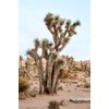 Yucca Brevifolia Joshua Tree Seeds, 10 Seeds Pack by Seeds2Go