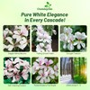 Outsidepride White Ivy Leaf Geranium Seeds for Planting - 20