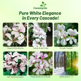 Outsidepride White Ivy Leaf Geranium Seeds for Planting - 20 Pcs Perennial, Heat & Drought Tolerant Flower Seeds with Green Foliage & Light Pink Blooms for Pots, Borders & Lush Summer Garden Displays