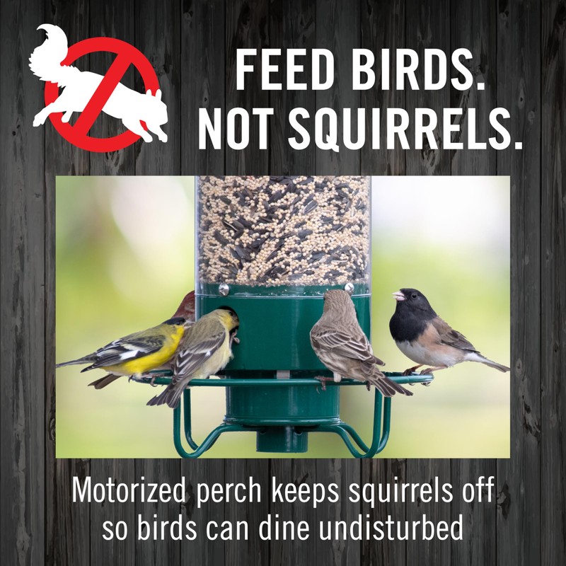 Droll Yankees Squirrel Proof Bird Feeders for Outdoors - YF-M