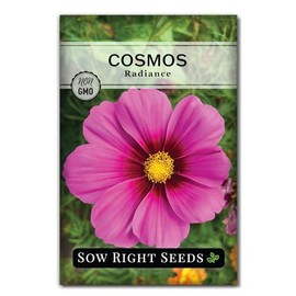 Sow Right Seeds - Radiance Cosmos Flower Seed for Planting - Non-GMO Heirloom Packet with Instructions to Grow - Sweet Purple Blooms for Your Yard - Cut and Come Again - Attract Pollinators (1)