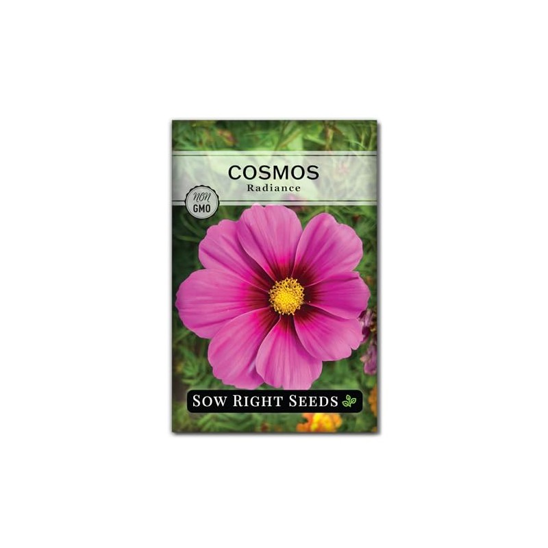 Sow Right Seeds - Radiance Cosmos Flower Seed for Planting