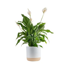 Costa Farms Peace Lily Live Plant in Decorative Pot, Air Purifying Flowering Large Indoor Houseplant, Perfect for Home, Room, or Office Decor, Great House Warming or Birthday Gift, 2-3 Feet Tall