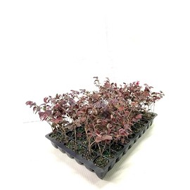 Loropetalum Red Chocolate I 10 Live Plants I Chinese Fringe Flower I Deep Burgundy Foliage with Pink Flower Accents - Low-Maintenance, Drought-Resistant Shrub
