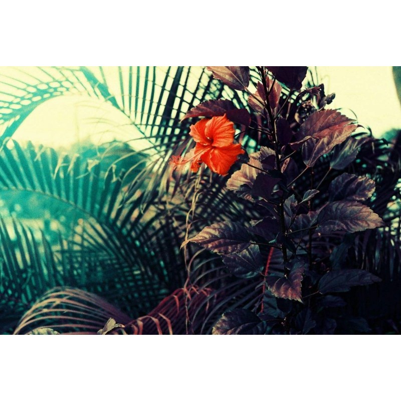Lomography Lomochrome Purple 35mm ISO 100 Color Shifting Film for